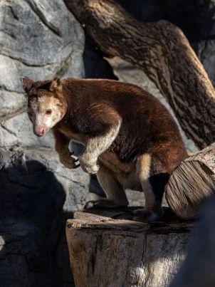 Asmat Wildlife
