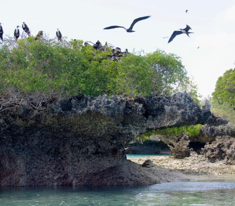 Aldabra's raised corals