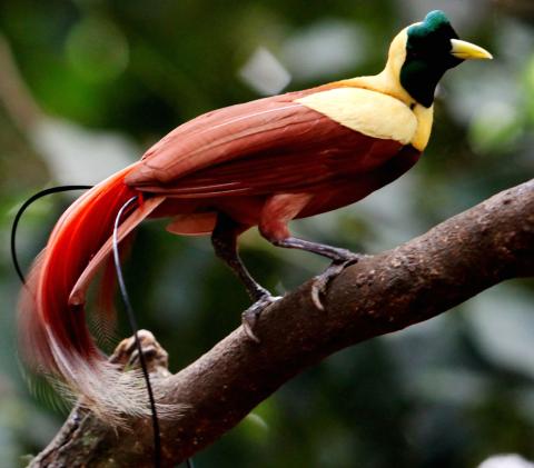 Bird of Paradise in East Indonesia