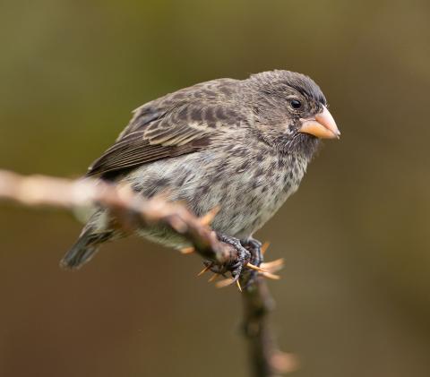 Darwin's Finch in the Galapagos