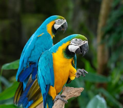 A pair of Macaws 