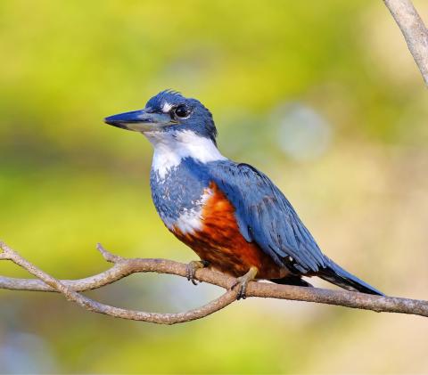 Ringed Kingfisher