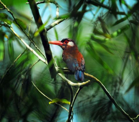 White Eared Jacamars