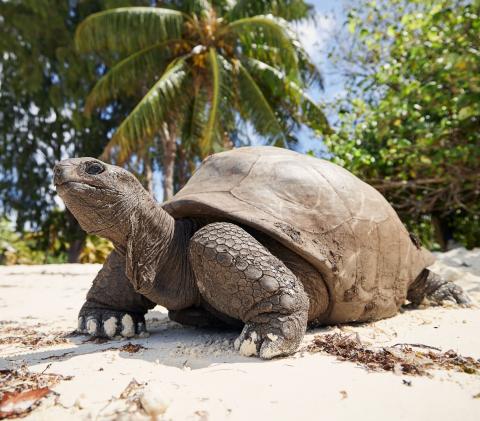 Aldabra Giant Tortoises