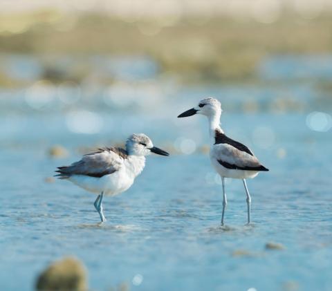 Crab-plovers