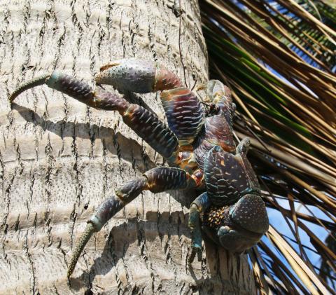Coconut Crab