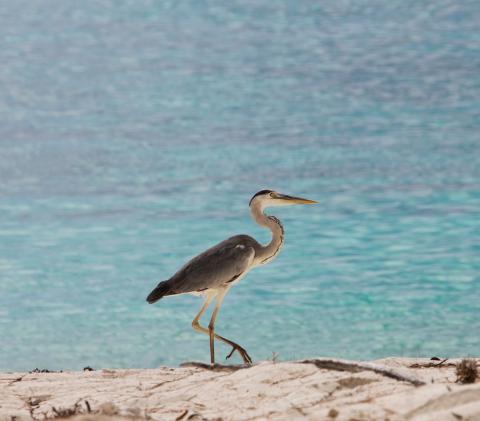 Grey Heron