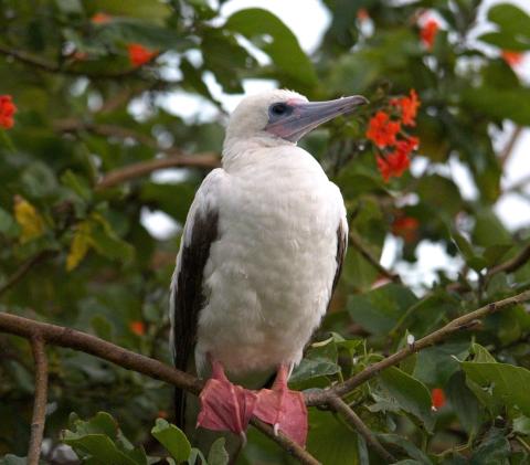 Red Footed Booby