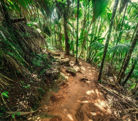 Vallee de Mai in Praslin