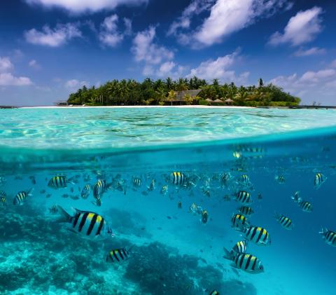 Indian Ocean Underwater