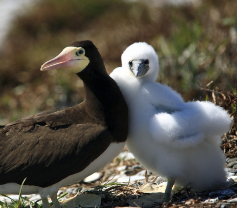 Brown booby (Sula leucogaster) with chick at a nesting site.