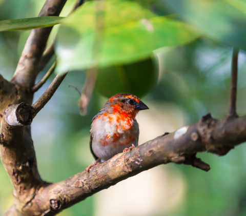Red fody (Foudia madagascariensis) on a tree branch.