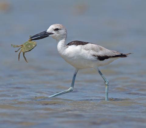 Crab-plover with a freshly caught crab.