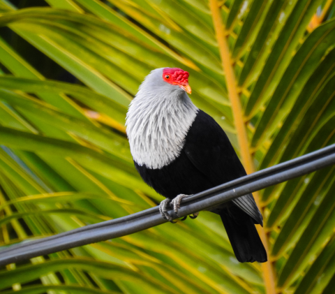 Male Seychelles Blue Pigeon.