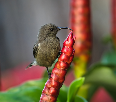 Sunbird positioned on a red flower.