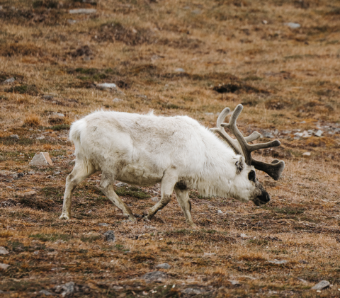 Reindeers