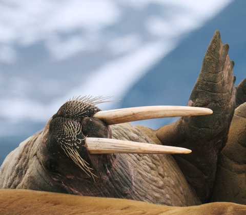 Walruses