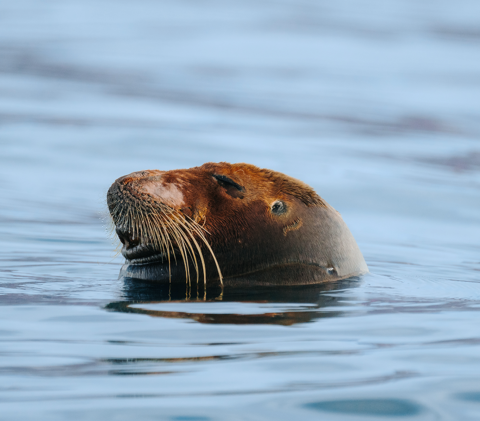 Seals