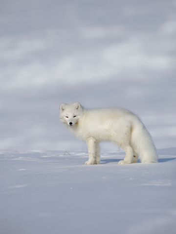 Arctic