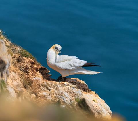 Northern Gannet