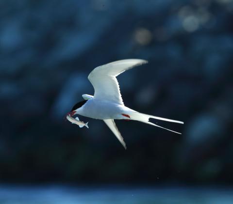 Arctic Tern