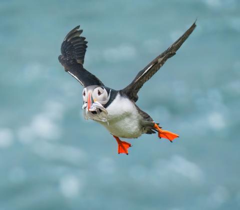 Atlantic Puffin