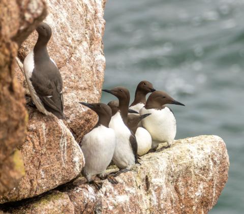 Common Guillemot, also known as Common Murre