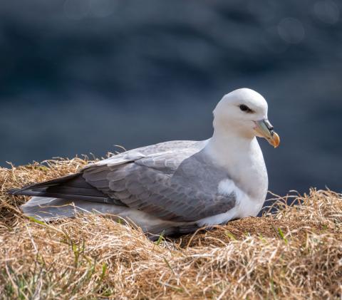Arctic Fulmar
