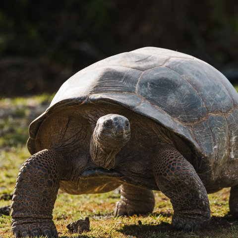 Expedition highlights - Guided island walks