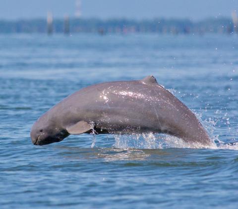 Irrawaddy Dolphin