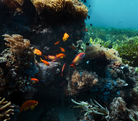 REEF LIFE