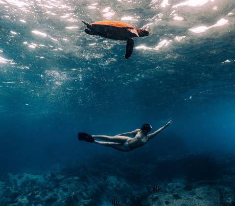 SWIMMING ALONGSIDE A SEA TURTLE