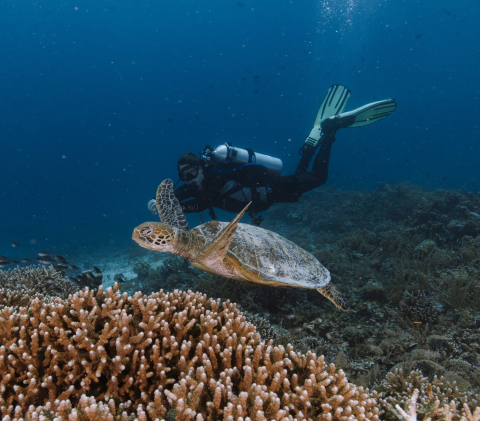 Underwater Encounter with a Sea Turtle