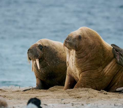 Walruses