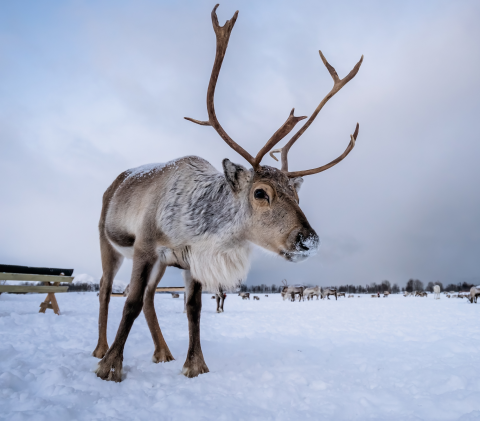 Reindeer