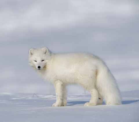 Arctic Fox