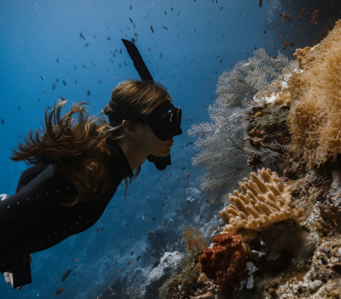 Snorkeling in Indonesia