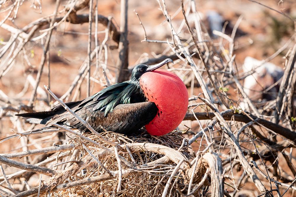 Aqua Mare _ Frigate Bird _ 01