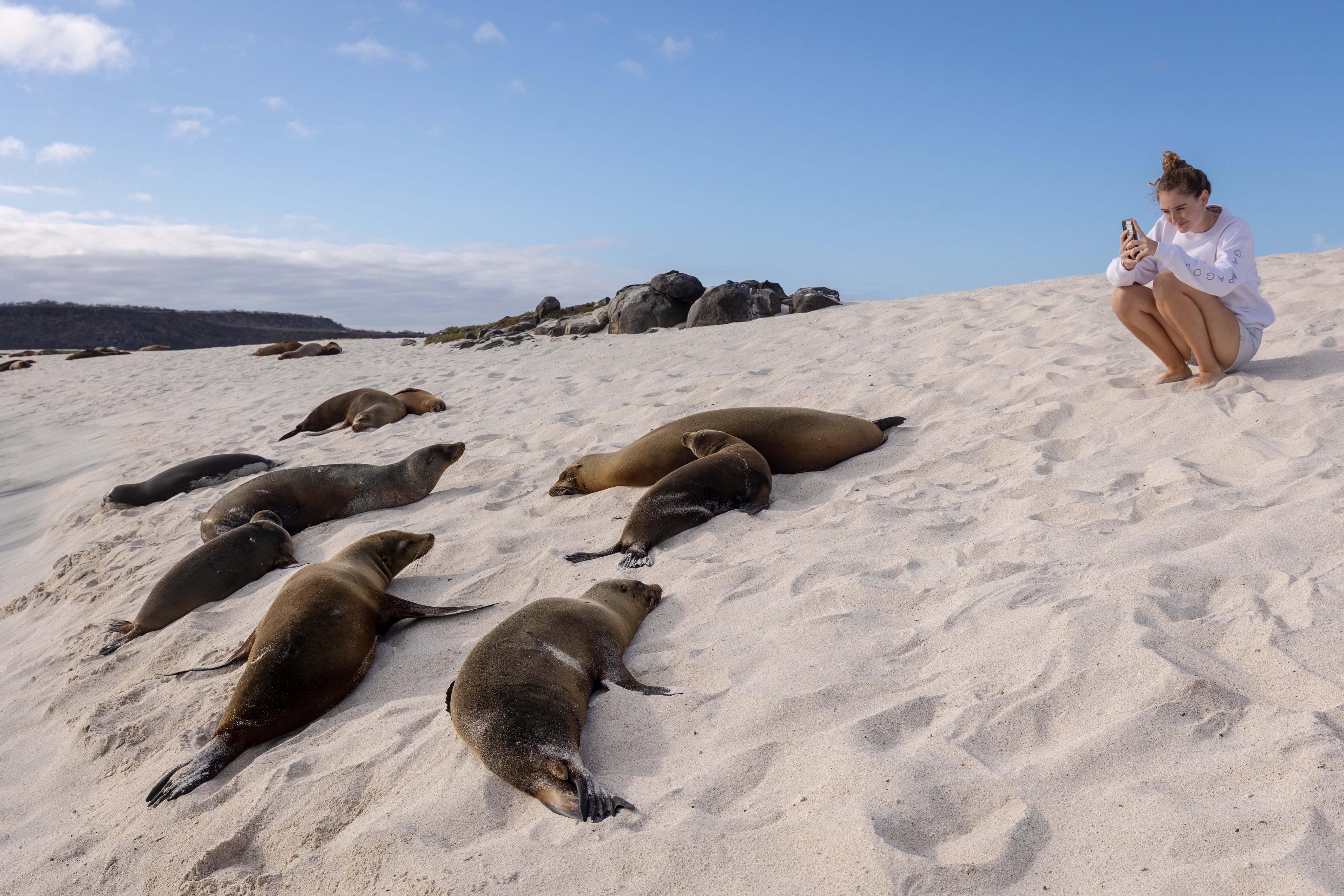 Aqua Mare_Sealion_06