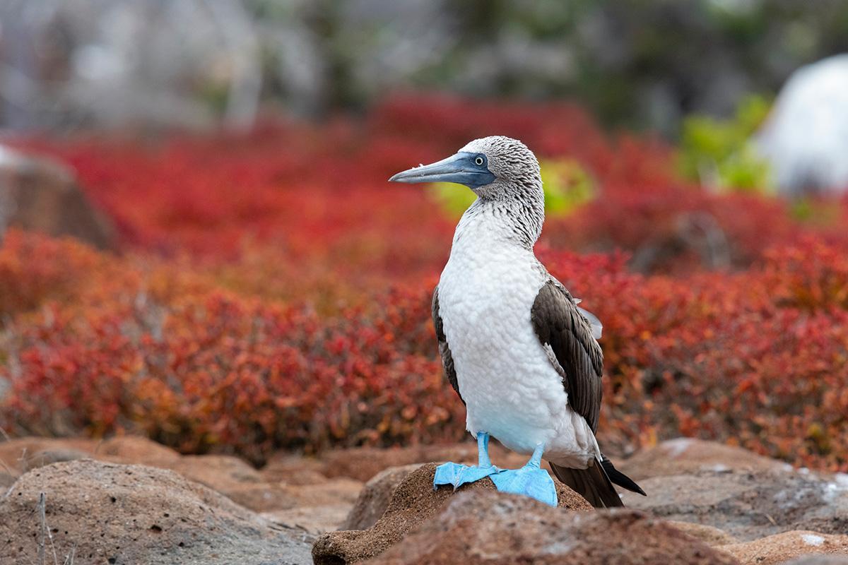 blue-footed-boobie_galapagos