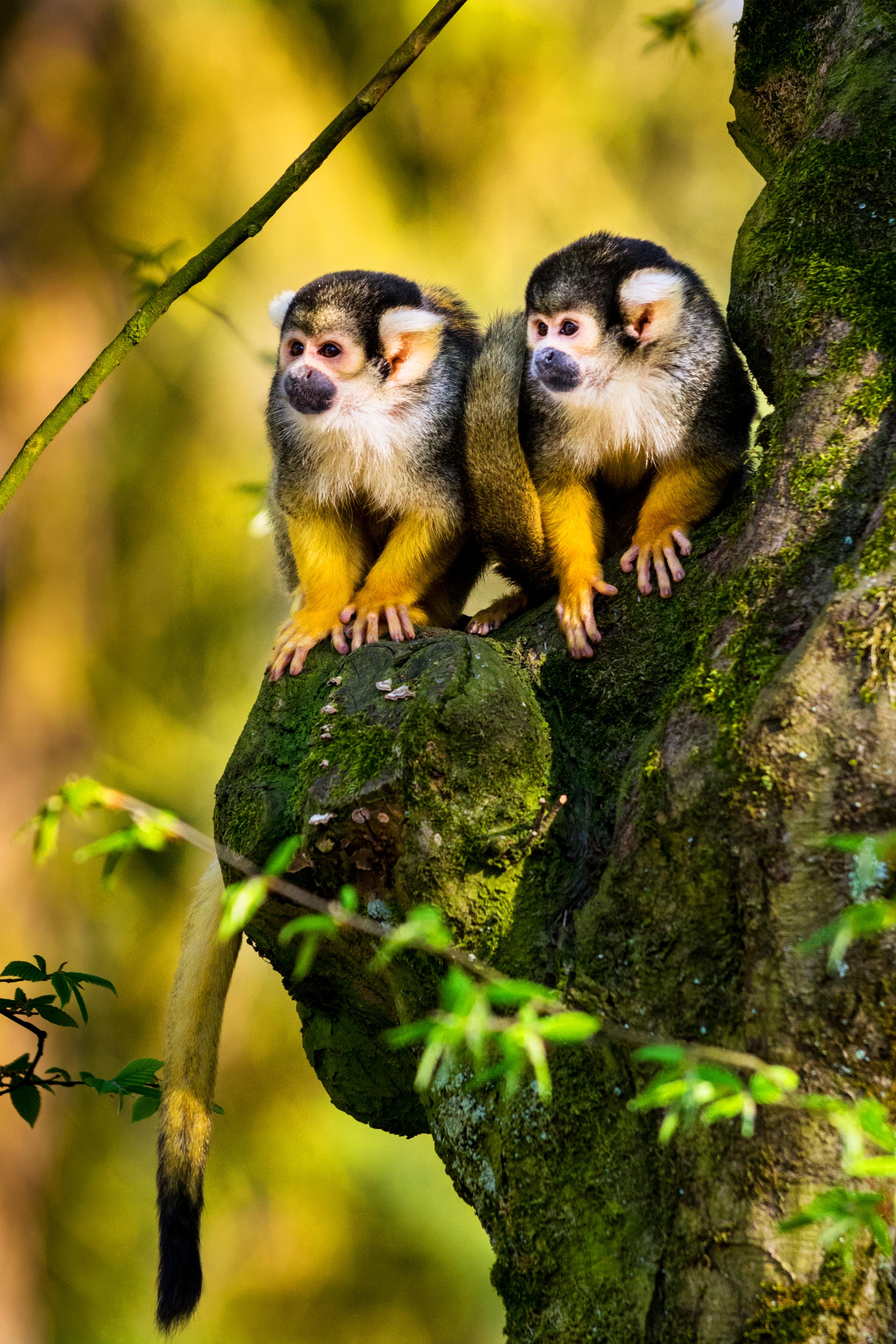 squirrel-monkeys-on-gnarly-tree