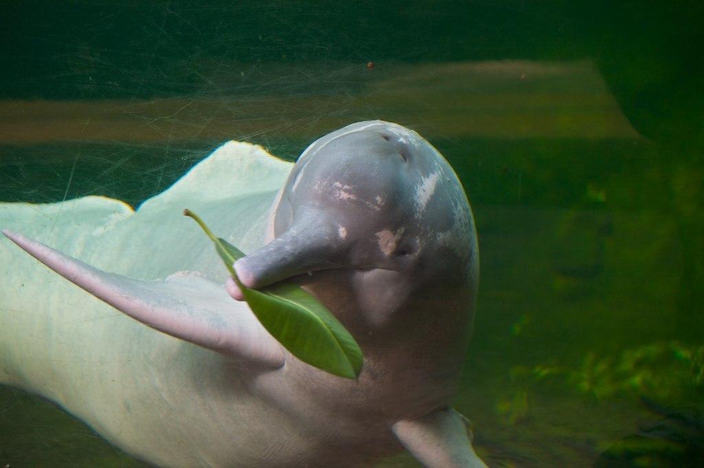Amazon pink dolphin