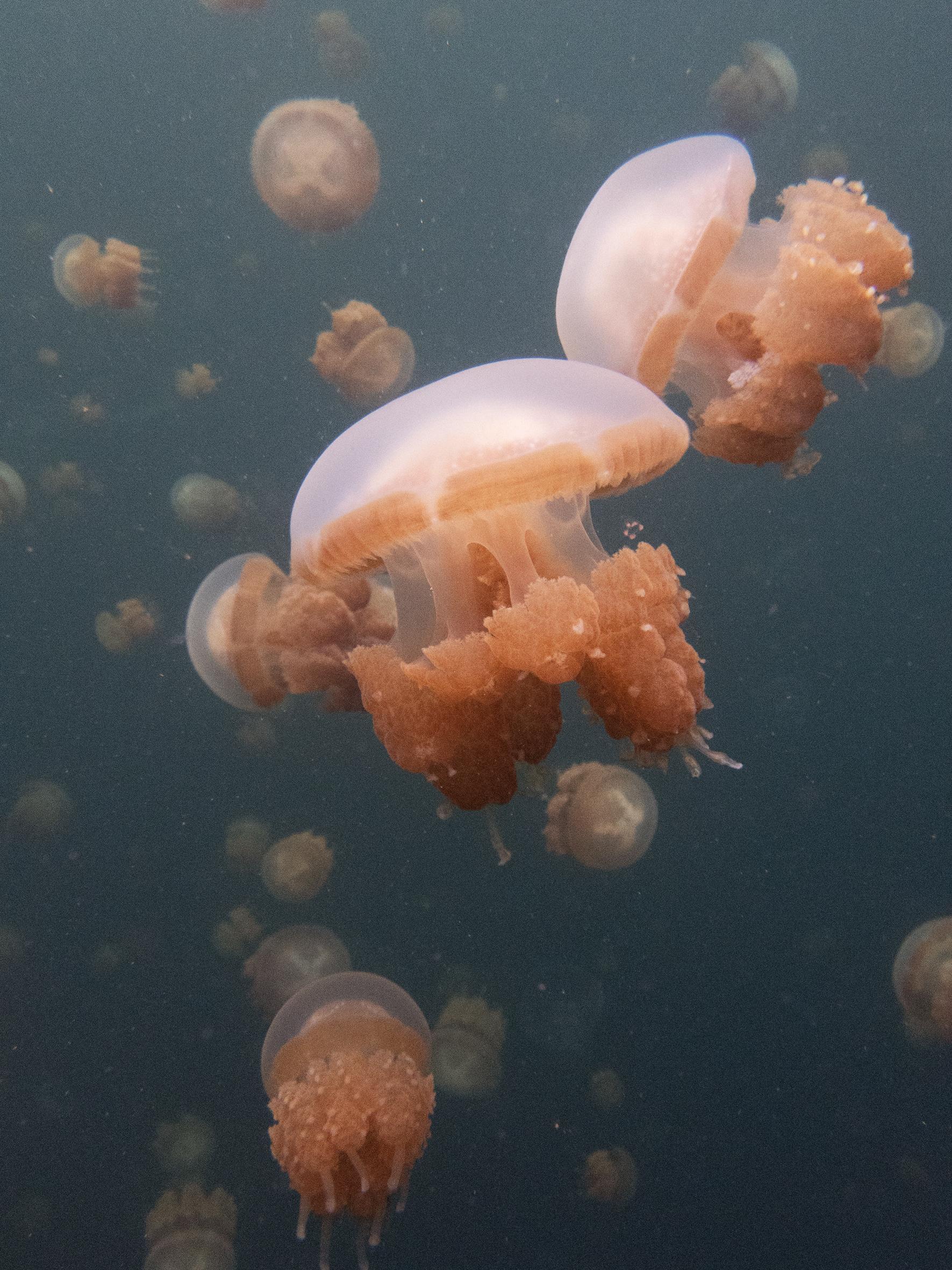 Swimming with jellyfish