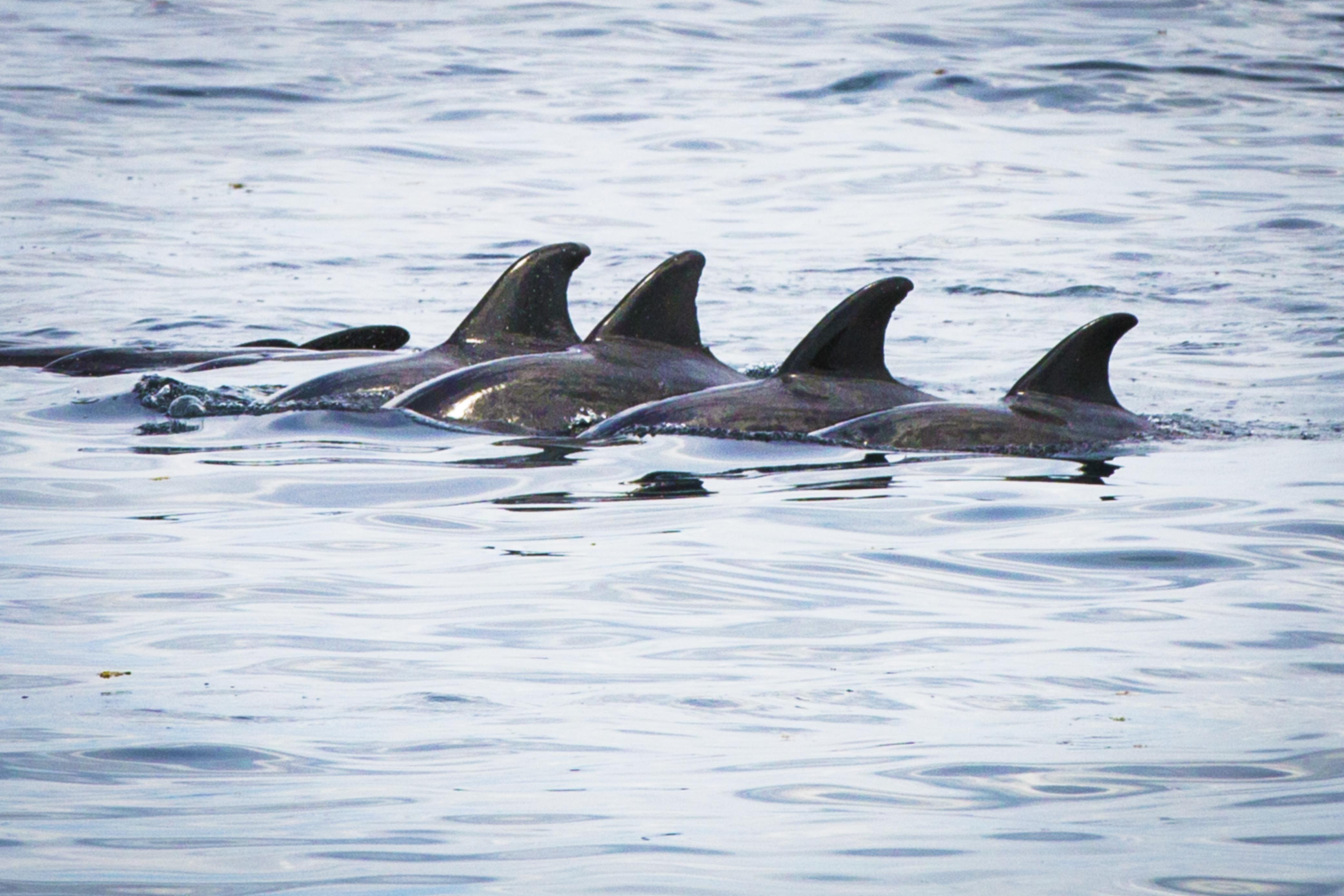 Ambon & Spice Islands Cruise