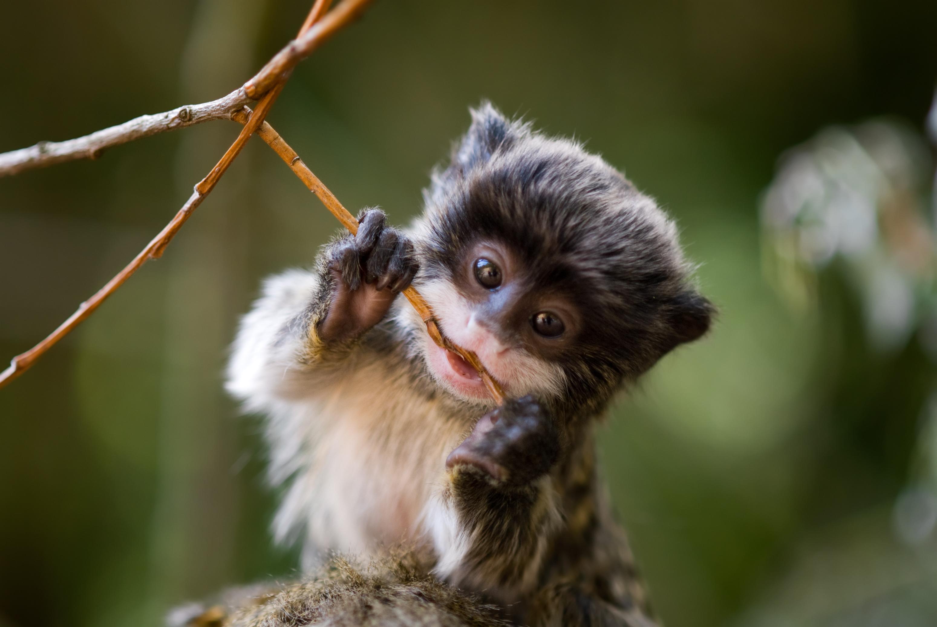 baby-emperor-tamarind