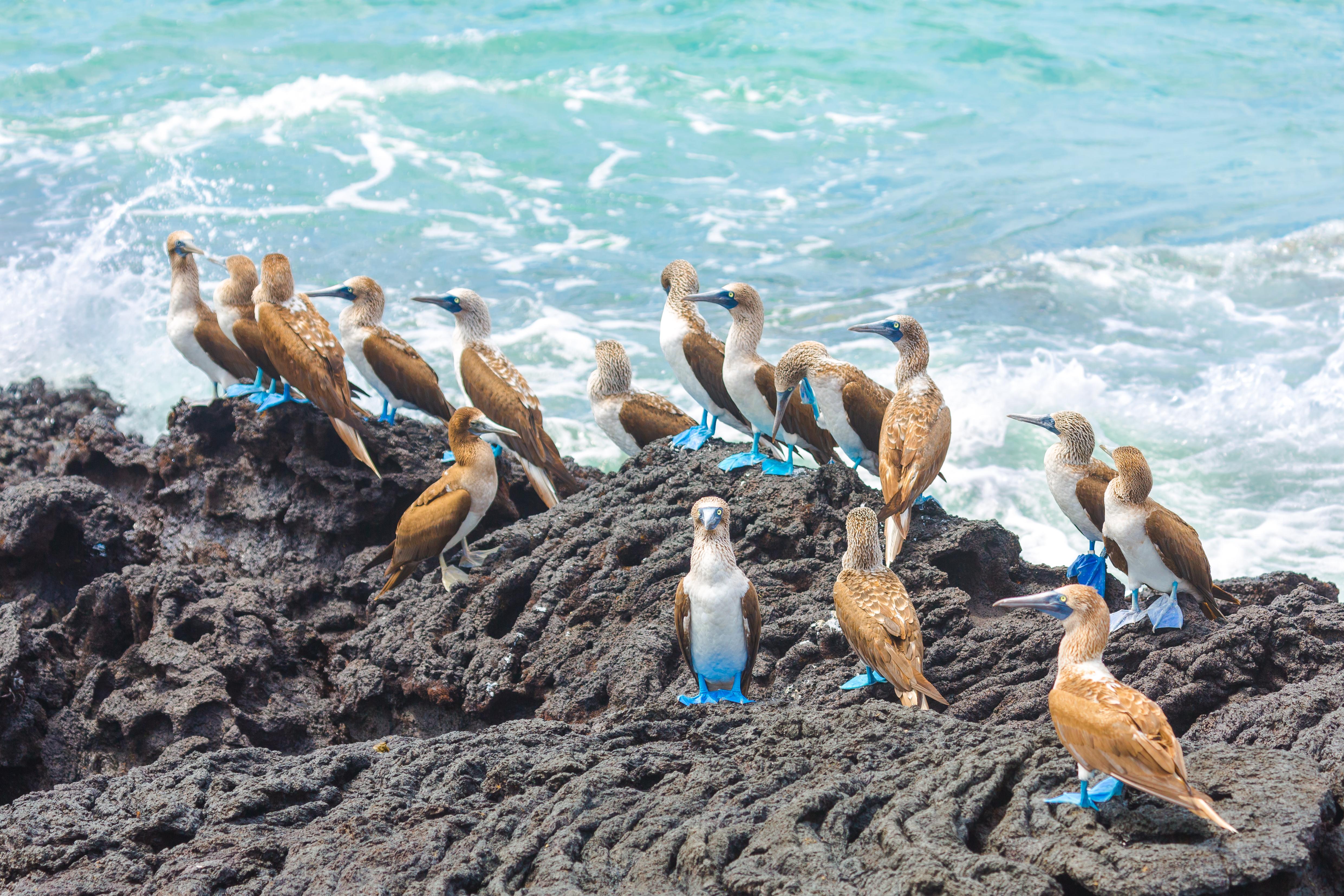 Blue Footed Booby