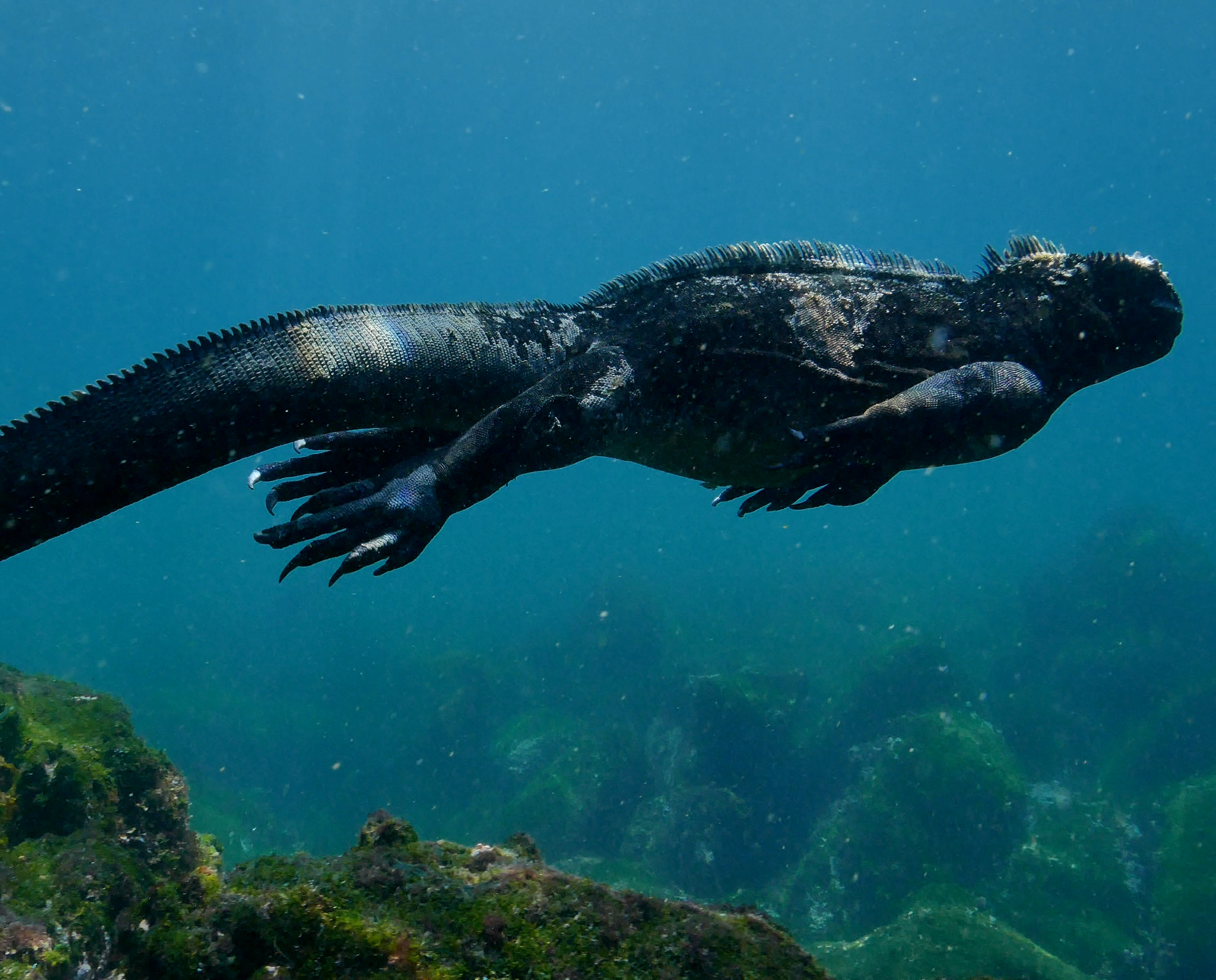 closeup-marine-iguana-swimming-undersea