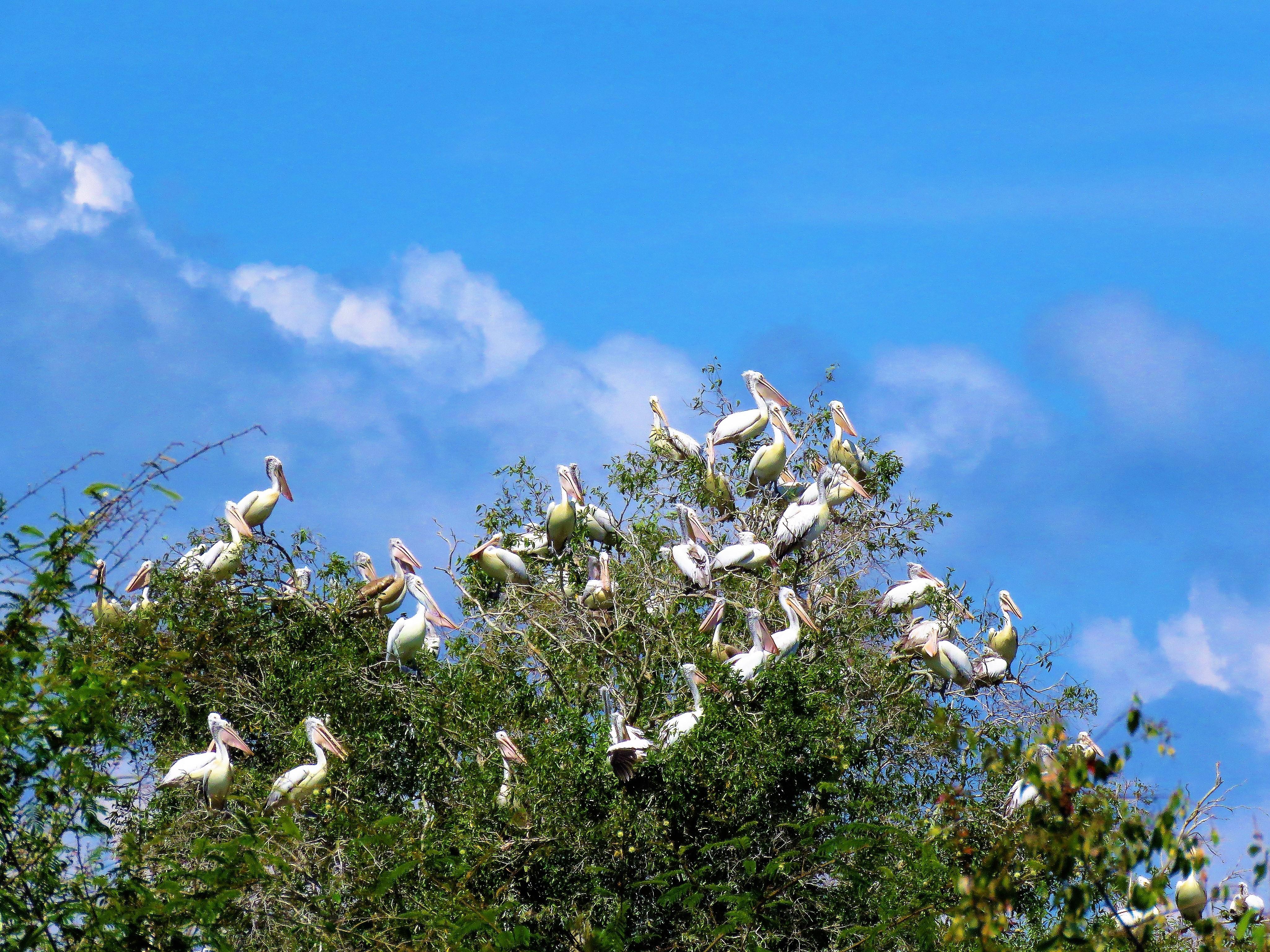 prek toal birds