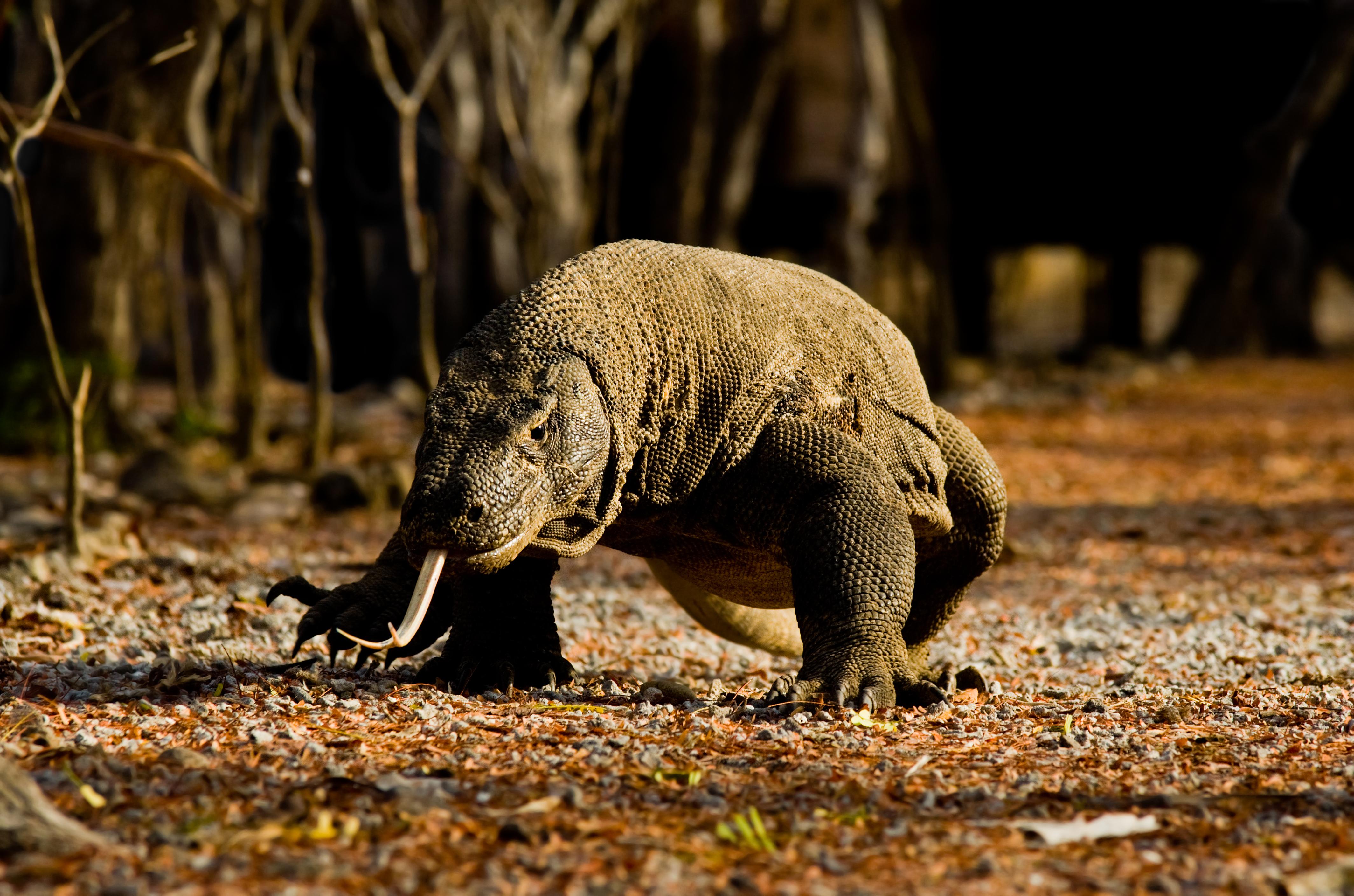Cruises to Bali and Komodo