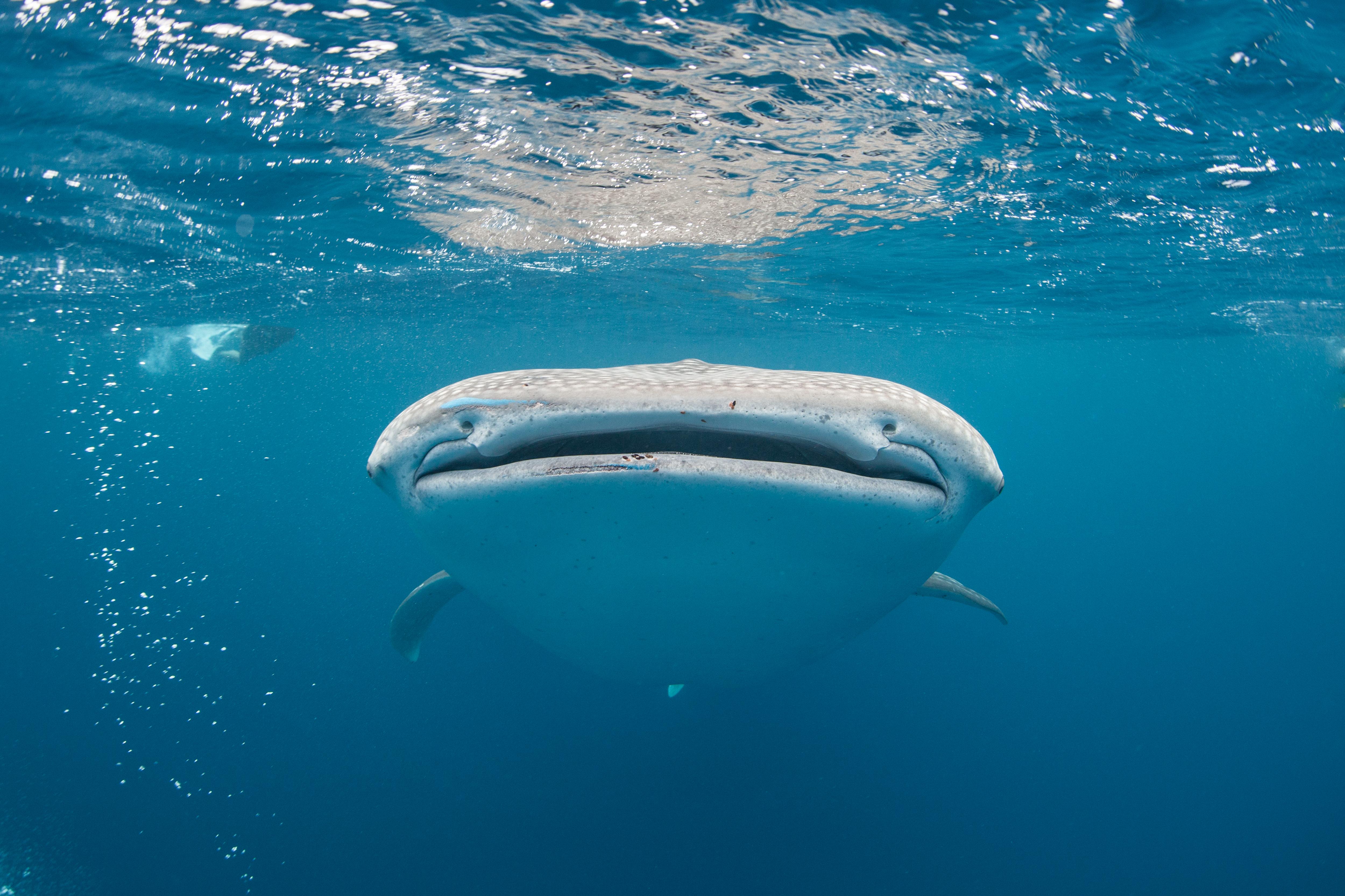 Aqua Blu - Swimming with whalesharks 